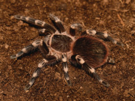 L’Acanthoscurria geniculata 1460 0 Acanthoscurria geniculata_ok